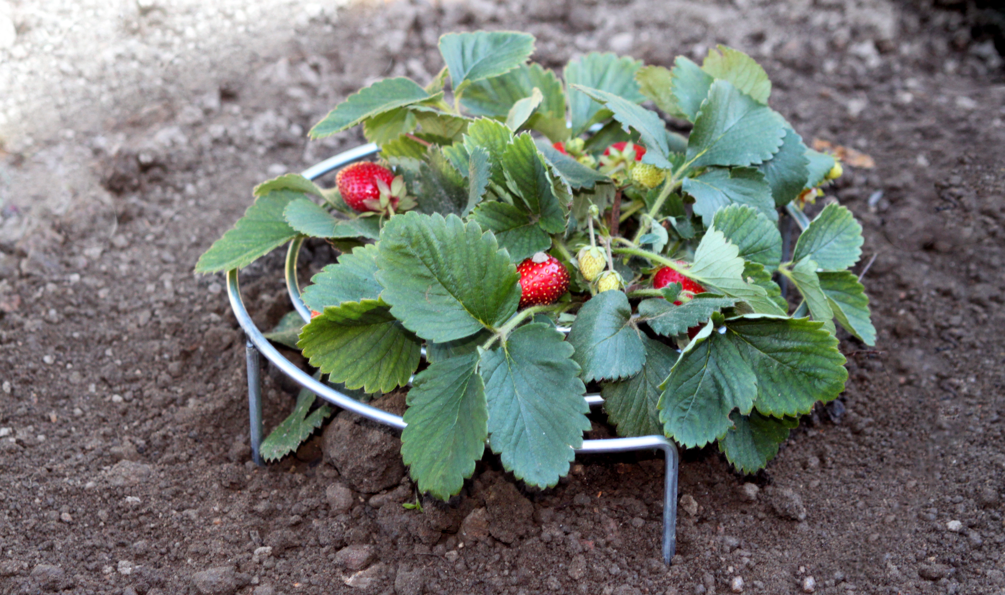 Quand Arroser Les Fraisiers En Pot Fraisier Cijosee Plantation